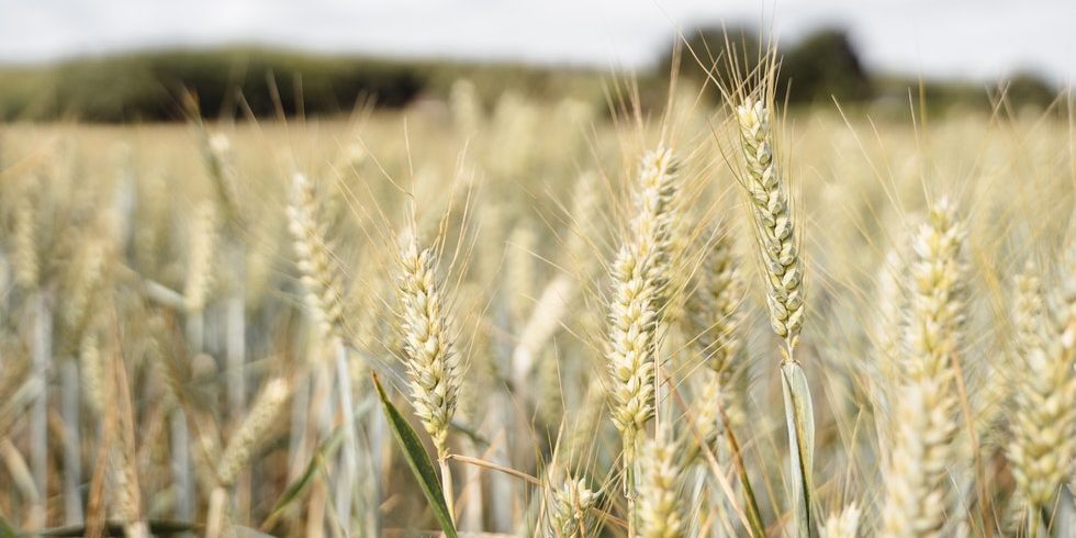 Maghreb : attention à la hausse du prix des blé liée au conflit ukrainien