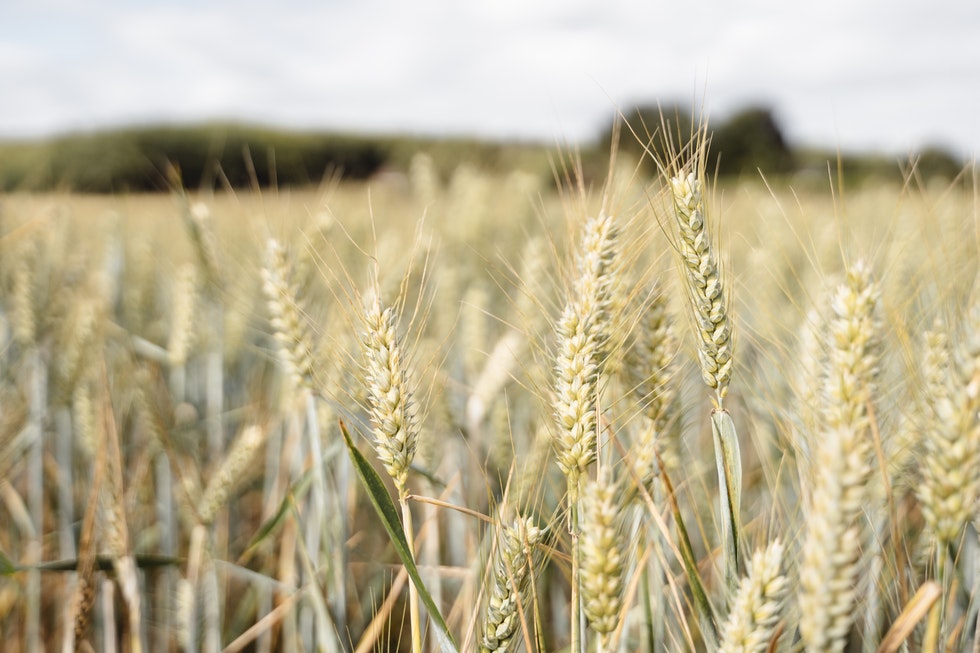 Maghreb : attention à la hausse du prix des blé liée au conflit ukrainien