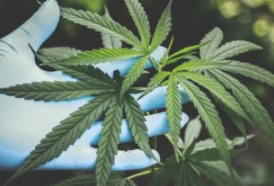 Le Maroc légalise le commerce du cannabis industriel et thérapeutique