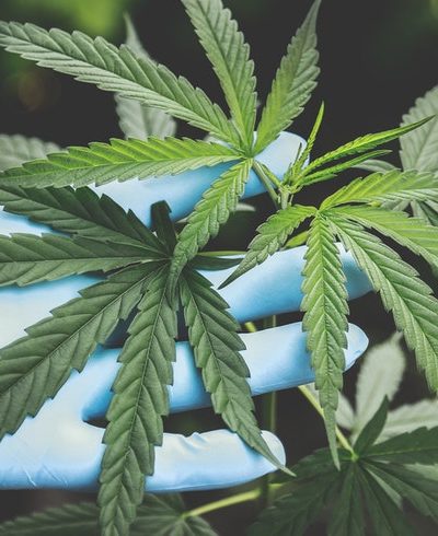 Le Maroc légalise le commerce du cannabis industriel et thérapeutique