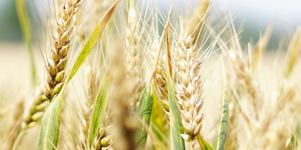Face à la sécheresse, le Maroc va importer davantage de céréales